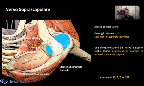 Shoulder Innervation and Myofascial Techniques (Dr. Marcello Bettuolo) - Streamed Stand C14