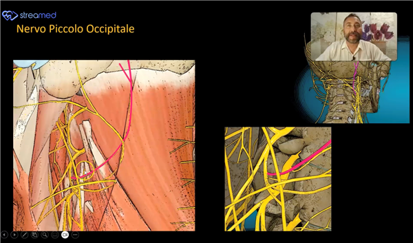 Cervical Spine: Innervation and Neuromyofascial Techniques (Dr. Marcello Bettuolo) - Streamed Stand C14